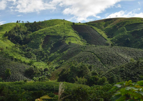 BÉC TƯỚI GIÁ RẺ CHO CÂY CÀ PHÊ TẠI BẢO LỘC