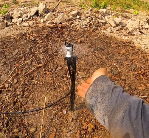 Tưới cây sầu riêng hiệu quả   