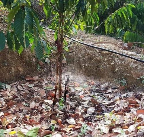 Béc tưới nước tự động cho vườn cà phê
