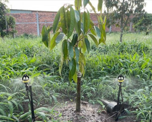 Cách chọn béc tưới cho sầu riêng mùa khô hạn  tại HẬU GIANG