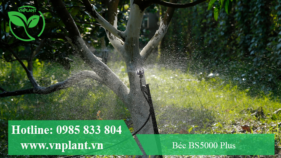 BÉC TƯỚI CÂY BS5000 PLUS TƯỚI CHO CÂY BƯỞI