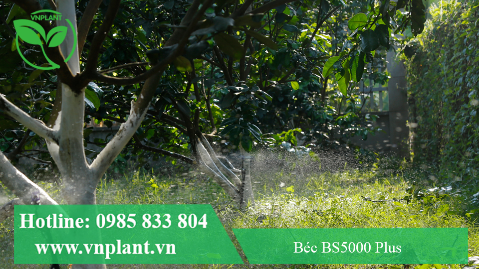 TƯỚI CÂY BƯỞI TẠI BÌNH DƯƠNG BẰNG BÉC TƯỚI CÂY BS5000 PLUS
