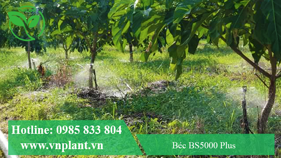 BÉC TƯỚI CÂY BS5000 PLUS TƯỚI CHO CÂY NHÀU
