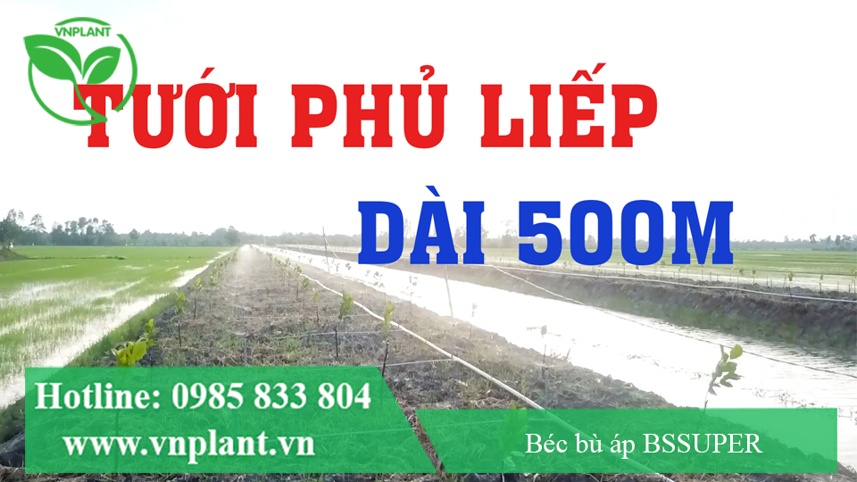 BÉC BÙ ÁP BSSUPER TƯỚI HÀNG DÀI 500M