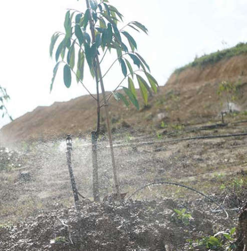 BÉC TƯỚI PHUN MƯA TRONG HỆ THỐNG TƯỚI CÂY  CHĂM SÓC CÂY SẦU RIÊNG VÀ CÁC LOẠI CÂY ĂN TRÁI KHÁC
