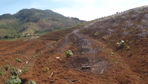  Cách Lắp Đặt Béc Tưới Hiệu Quả Cho Vườn Sầu Riêng Mùa Khô Hạn