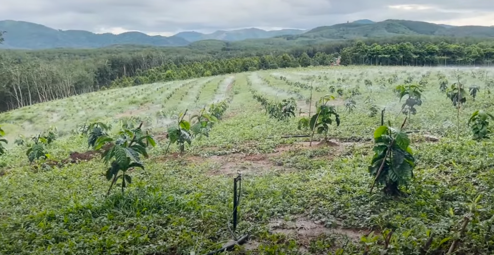 CÁC LOẠI BÉC TƯỚI PHÙ HỢP VỚI VƯỜN CÀ PHÊ