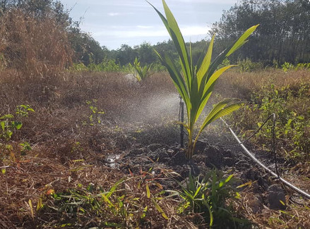 Béc Tưới Cho Cây Dừa  Hiệu Qủa Cao   