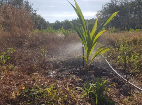 Béc Tưới Cho Cây Dừa  Hiệu Qủa Cao   