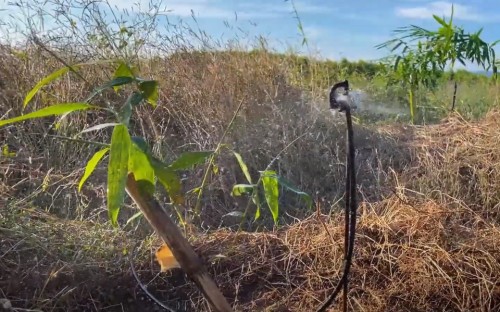 Cách chăm sóc cây tre