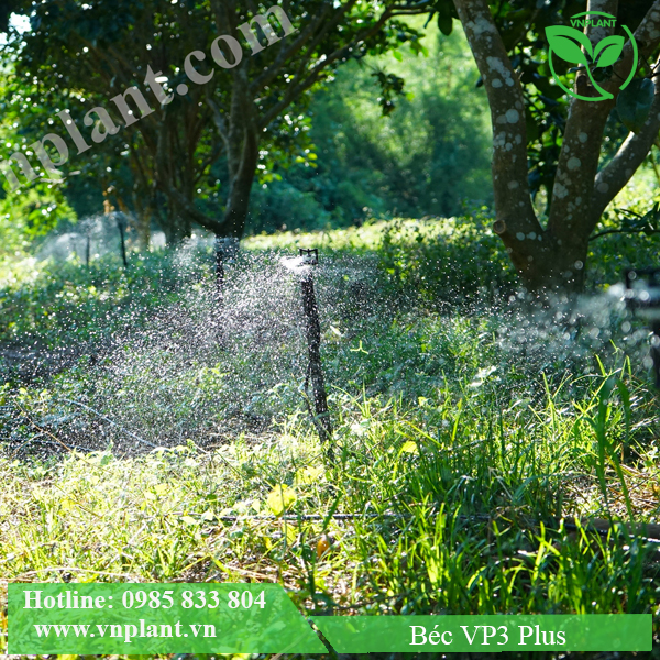 Béc VP3 Plus tưới cho cây bưở