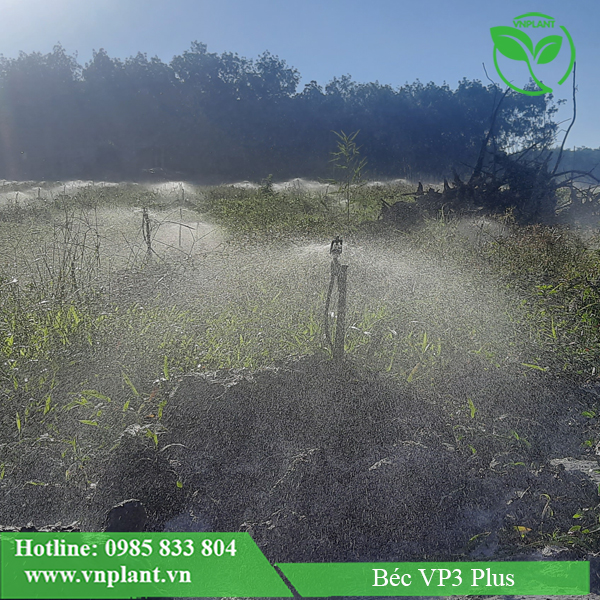 Béc tưới cây tại gốc VP3 Plus được ứng dụng tưới cho cây sầu riêng tại Bình Phước