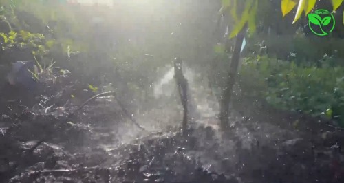  Phương Pháp Tưới Cây Sầu Riêng Vào Mùa Mưa   