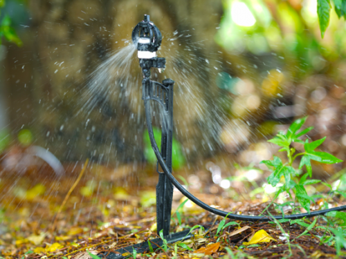 Béc Tưới Phủ Gốc Sầu Riêng