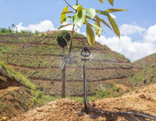 TƯỚI PHUN MƯA CỤC BỘ DƯỚI TÁN CHO SẦU RIÊNG