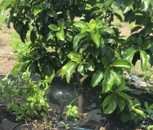 BÉC TƯỚI PHUN MƯA CỤC BỘ CHO CÂY BƠ