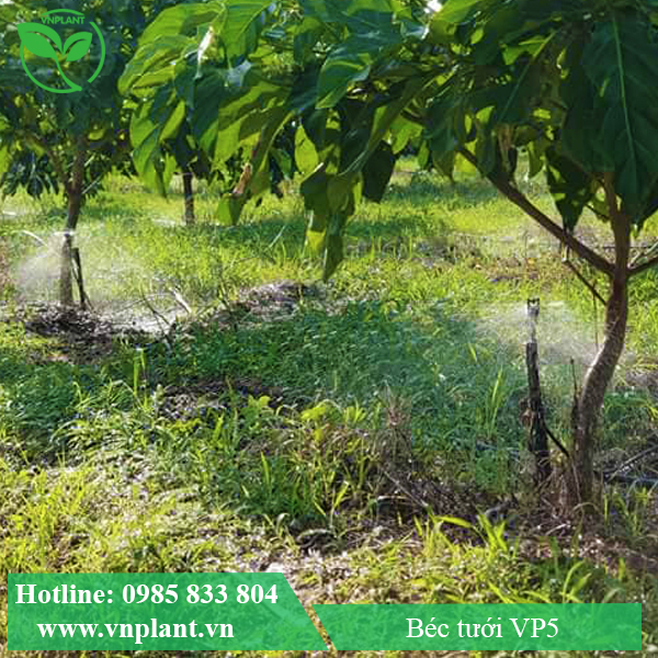 Béc tưới tại gốc VP5 tưới cho cây nhàu