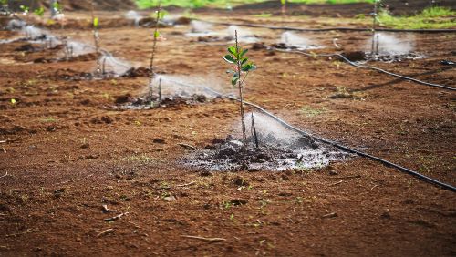 BÉC TƯỚI CÂY PHUN SƯƠNG CÔNG CỤ ĐẮC LỰC CHO NÔNG NGHIỆP VÀ KINH DOANH CÂY ĂN TRÁI