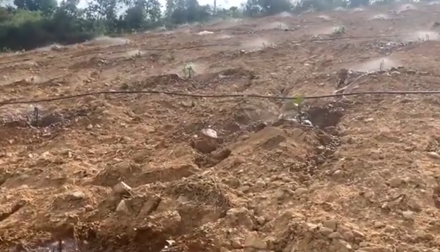  Béc Tưới Sầu Riêng Giải pháp Tưới Tiết Kiệm