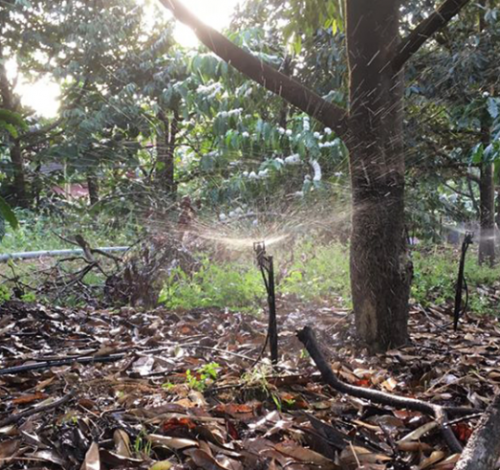  Béc tưới tiết kiệm nước  cho sầu Riêng  mùa khô