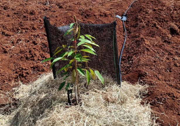 Những Lợi Ích và Cách Lắp Đặt Hệ Thống Tưới Cây Sầu Riêng