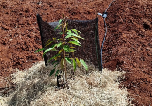 Cách chăm  sóc tưới nước  cho  cây  sầu Rêng con mới trồng