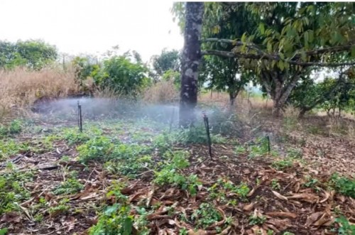 phương pháp Tưới phun mưa cho sầu Riêng  là gí