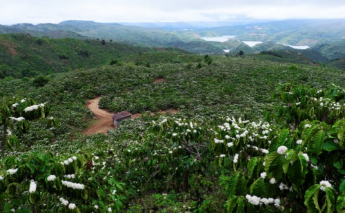 ĐỊA CHỈ CUNG CẤP  BÉC TƯỚI CÀ PHÊ TẠI ĐĂK-LẮK