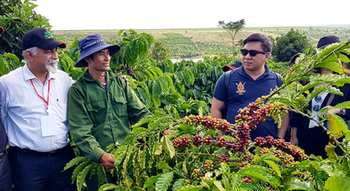 Phân Tích Chi Phí và Lợi Nhuận Từ Việc Đầu Tư vào Hệ Thống Tưới Cà Phê