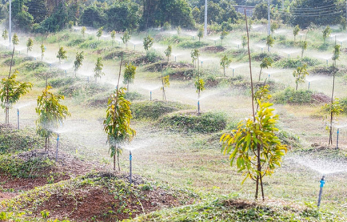BÉC TƯỚI PHUN MƯA TỰ ĐỘNG TẠO RA NHIỀU NĂNG SUẤT CHO CÂY SẦU RIÊNG VÀ CÁC LOẠI CÂY ĂN TRÁI KHÁC