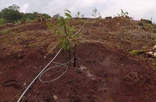 Lượng nước cần tưới cho cây sầu riêng