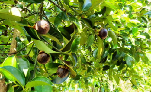 KỸ THUẬT CHĂM SÓC CÂY MĂNG CỤT TƯỚI VÀ TIÊU NƯỚC CHO MĂNG CỤT