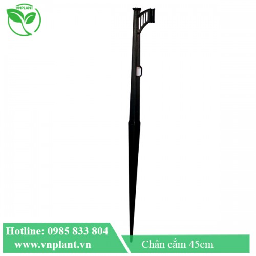 CHÂN CẮM BÉC TƯỚI 43 CM