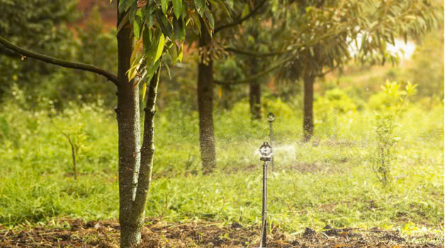 Lượng Nước Cần Tưới Cho Cây  SẦU RIÊNG