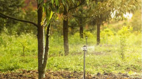 NHU CẦU NƯỚC TƯỚI CHO SẦU RIÊNG LÀ BAO NHIÊU