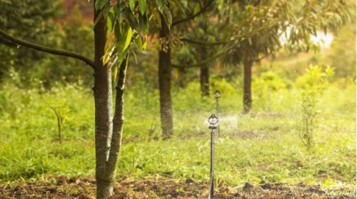 Chi Phí Lắp Đặt Hệ Thống Tưới Tự động cho  sầu Riêng
