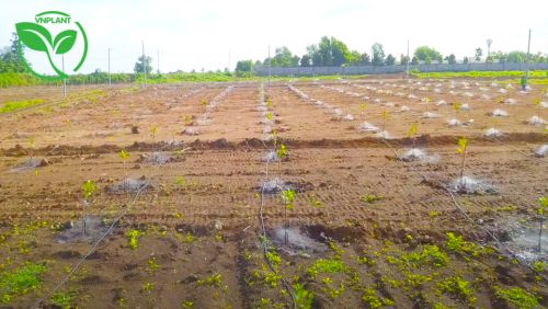 béc tưới sâu riêng tại tay ninh