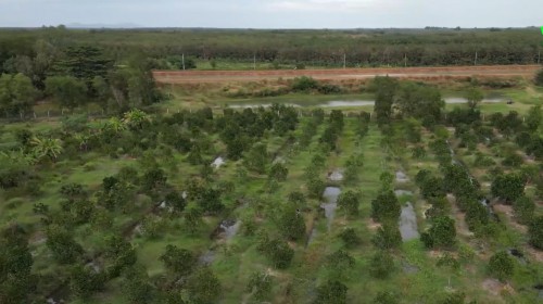 Hệ thống tưới tự Động cho Vườn cây sầu riêng giá bao nhiêu tiền   