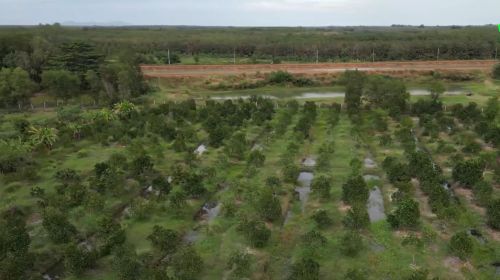 Những Lưu Ý Quan Trọng Khi Lắp Đặt Hệ Tưới Nước Cho Cây Sầu Riêng