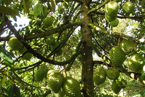 CHỌN BÉC TƯỚI PHUN MƯA CHO CÂY SẦU RIÊNG ,CHIẾN LƯỢC ĐỂ TĂNG NĂNG SUẤT MÙA VỤ MỚI