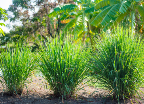 Cách Lắp Béc Tưới Cho Cây Sả: Phương Pháp Đơn Giản Và Hiệu Quả Nhất!   