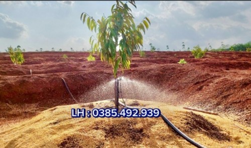 Hướng dẫn cách chọn béc tưới sầu riêng   