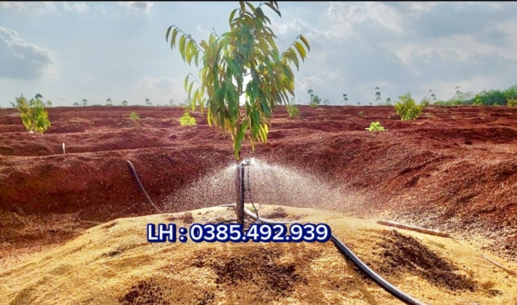 Gía các loại béc tưới sầu riêng