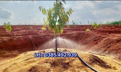 Cách Tưới sầu Riêng vào Mùa Khô  