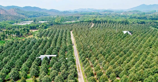 BÉC TƯỚI PHUN MƯA  CHO CÂY SẦU RIÊNG  TRÊN  ĐỊA HÌNH DỐC TẠI  BẢO LỘC