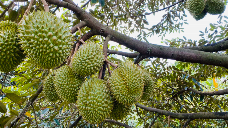 Sầu Riêng – Cây Trái Đem Lại Thu Nhập Cao Và Bền Vững Cho Nông Dân       