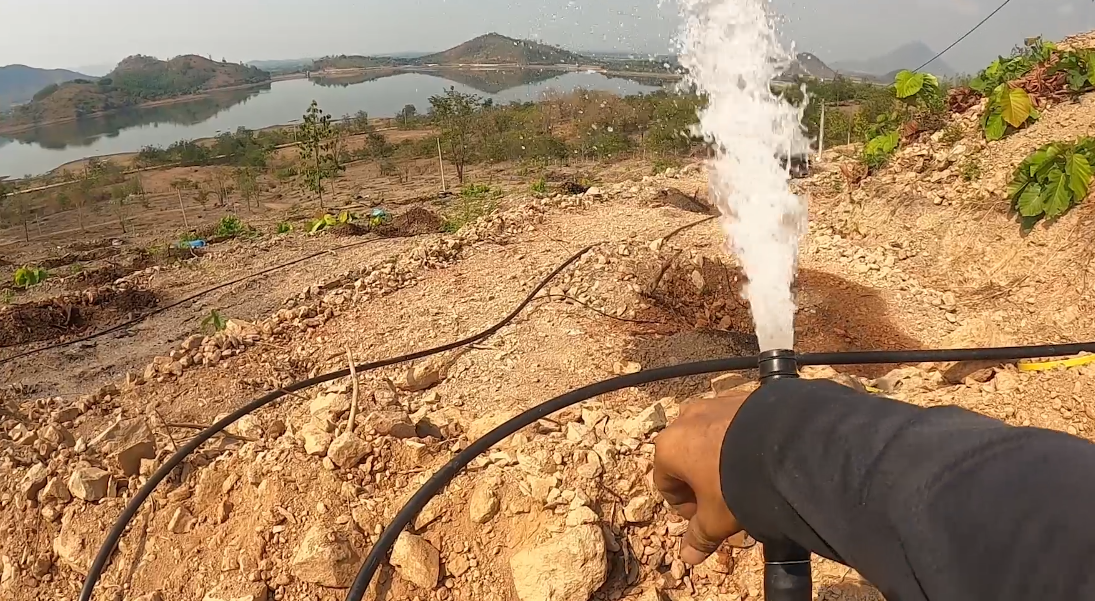 Cách chăm sóc sầu riêng trong mùa khô hạn