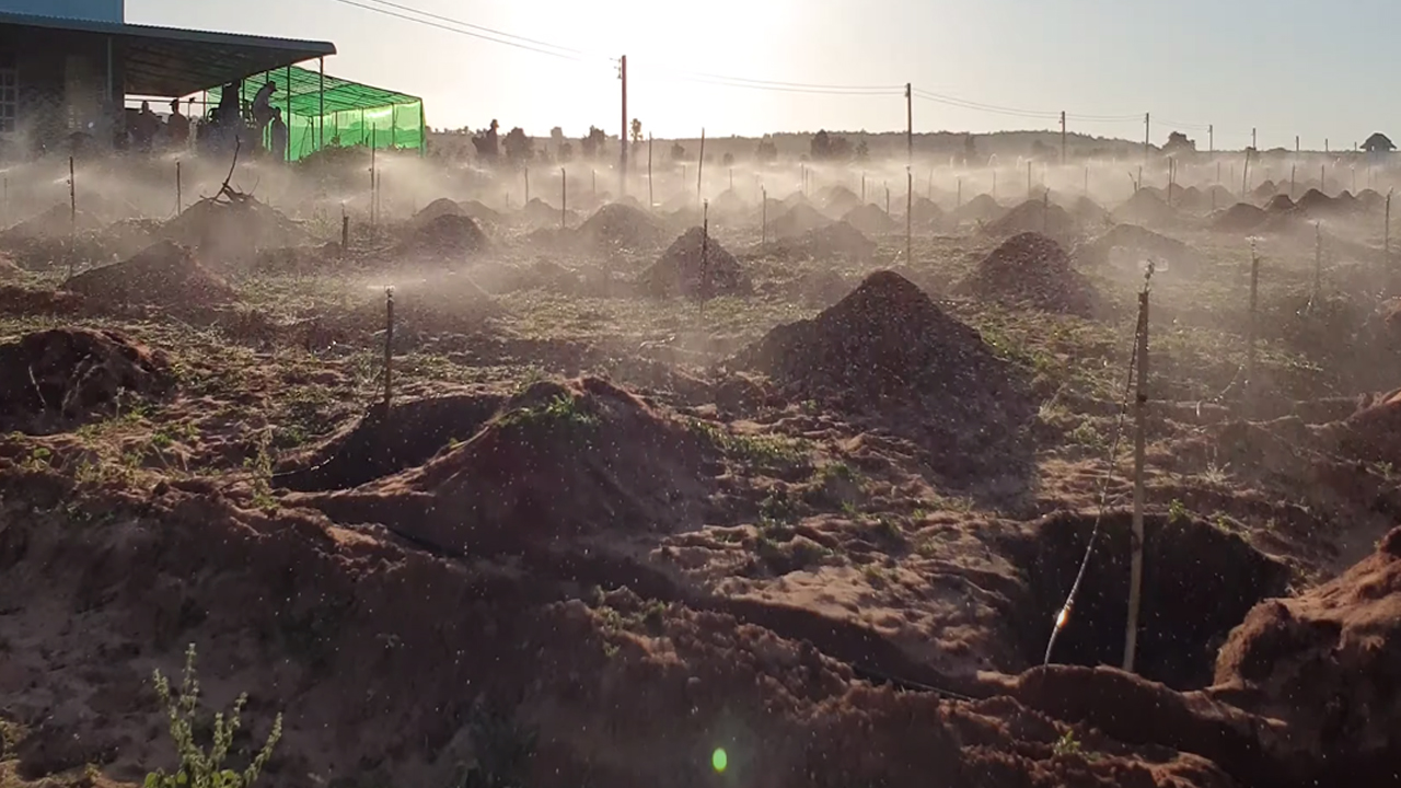 Béc tưới phun mưa xit thuốc cho cây sầu riêng