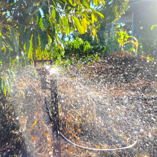 Các Loại Béc Tưới Tối Ưu Cho Sầu Riêng 