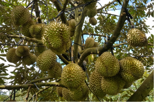 CHI PHÍ LẮP ĐẶT HỆ THỐNG TƯỚI SẦU RIÊNG